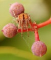 /album/araneidae/agalenatea-redii-2-jpg/